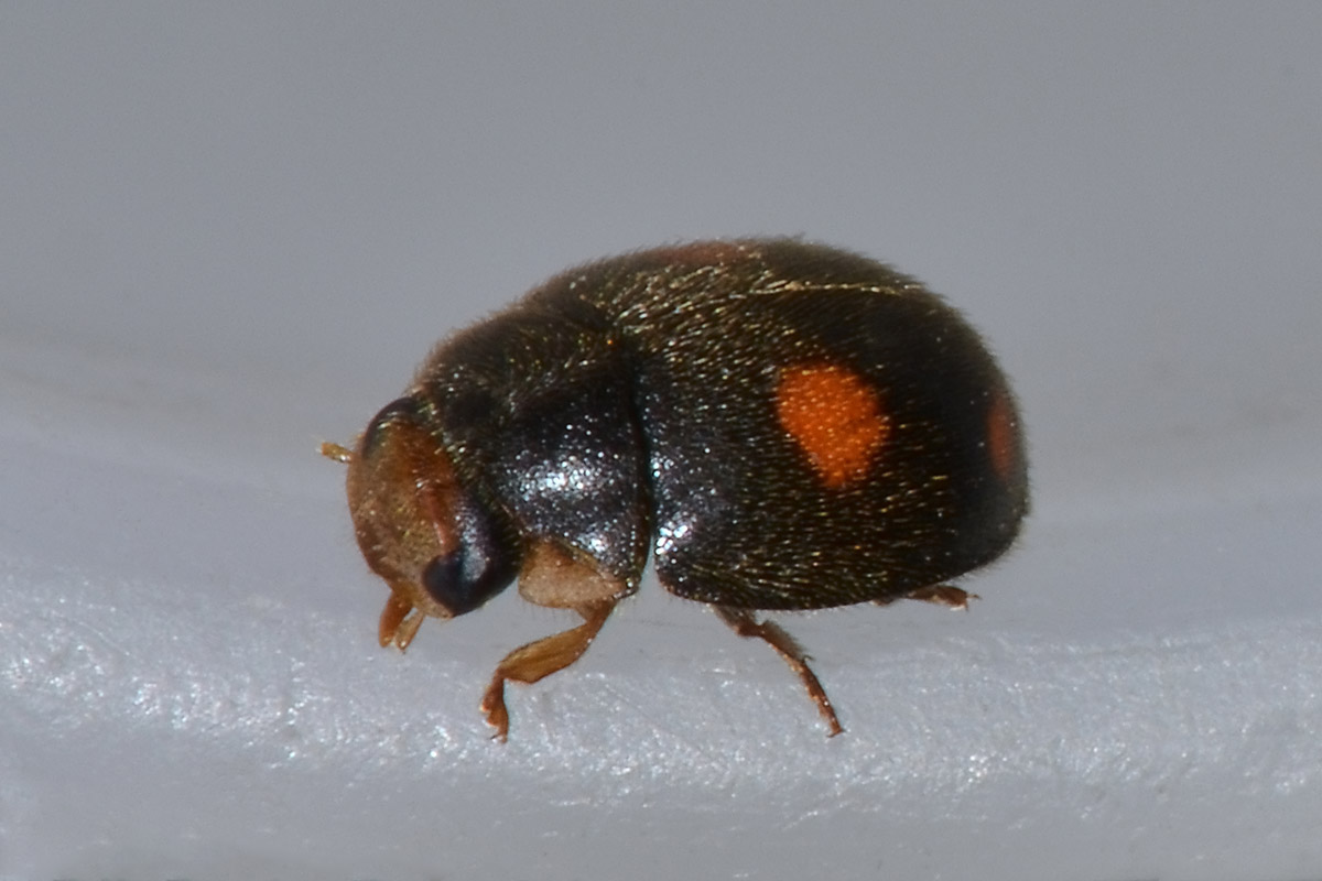 Platynaspis luteorubra? S. Coccinellidae